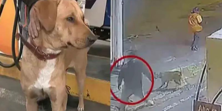 Valiente perrito defiende a empleada de una gasolinera de un asalto; ahora es jefe de seguridad