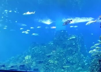 Mazatlán supera el millón de pasajeros en este 2024