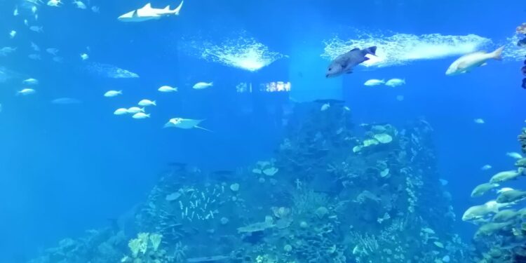 Mazatlán supera el millón de pasajeros en este 2024