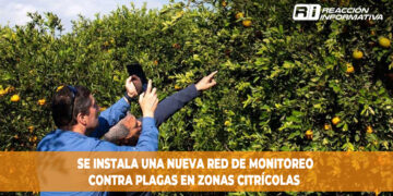 Se instala una nueva red de monitoreo contra plagas en zonas citrícolas
