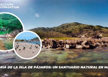 La historia de la Isla de Pájaros: Un santuario natural en Mazatlán