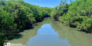 Gobierno busca “podar desde abajo” mangle del Infiernillo; esperan permiso de SEMARNAT