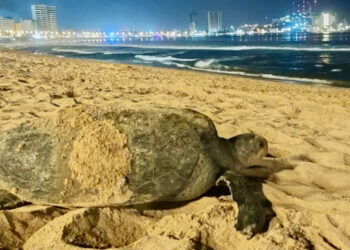 Visita nuevamente playas del puerto de Mazatlán tortuga negra