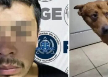Hombre intenta matar a su perro porque lo atendían mejor que a él