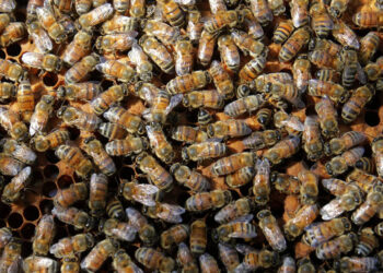 Suman 10 ataques de abejas en Sinaloa; dos personas murieron