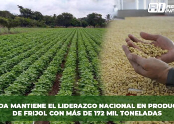 Sinaloa mantiene el liderazgo nacional en producción de frijol con más de 172 mil toneladas