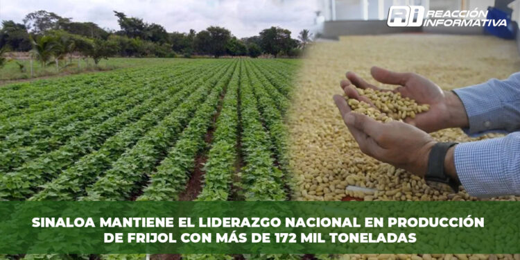 Sinaloa mantiene el liderazgo nacional en producción de frijol con más de 172 mil toneladas