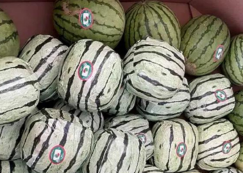 EU incauta ‘narcosandías’ procedentes de México valuadas en 5 millones de dólares