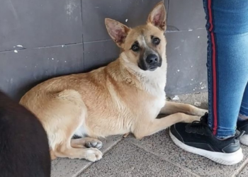 Conmovedor: adulto mayor muere atropellado por un tren, su perrito se queda esperándolo durante días en las vías