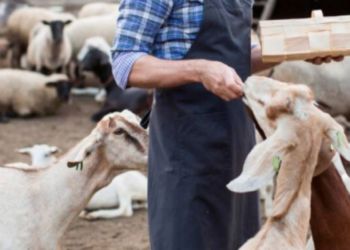 Decenas de virus con potencial de contagiar a humanos son hallados en criaderos de animales