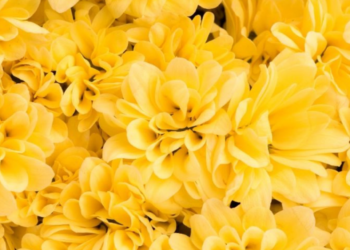 ¿Por qué se regalan flores amarillas el 21 de septiembre? Conoce la interesante razón detrás de la famosa costumbre
