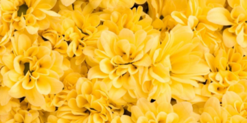 ¿Por qué se regalan flores amarillas el 21 de septiembre? Conoce la interesante razón detrás de la famosa costumbre