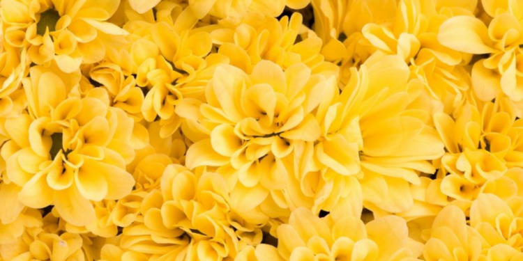 ¿Por qué se regalan flores amarillas el 21 de septiembre? Conoce la interesante razón detrás de la famosa costumbre