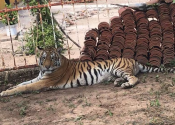 Violencia en Sinaloa impide rescate de tigresa amarrada a un árbol; veterinarios niegan asistencia por inseguridad