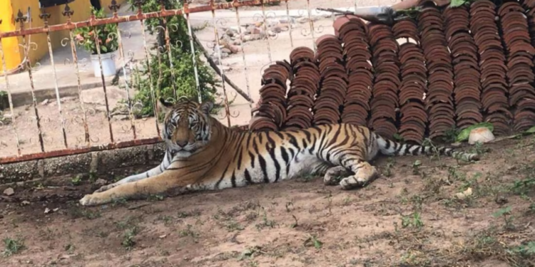 Violencia en Sinaloa impide rescate de tigresa amarrada a un árbol; veterinarios niegan asistencia por inseguridad
