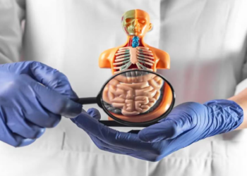Científicos abren camino a nuevos tratamientos para enfermedades intestinales
