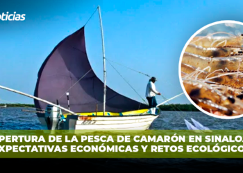 Apertura de la pesca de camarón en Sinaloa: expectativas económicas y retos ecológicos
