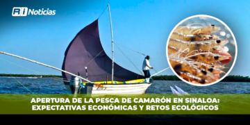 Apertura de la pesca de camarón en Sinaloa: expectativas económicas y retos ecológicos