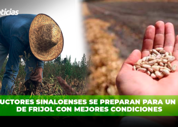 Productores sinaloenses se preparan para un ciclo de frijol con mejores condiciones