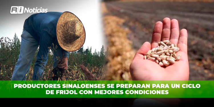 Productores sinaloenses se preparan para un ciclo de frijol con mejores condiciones
