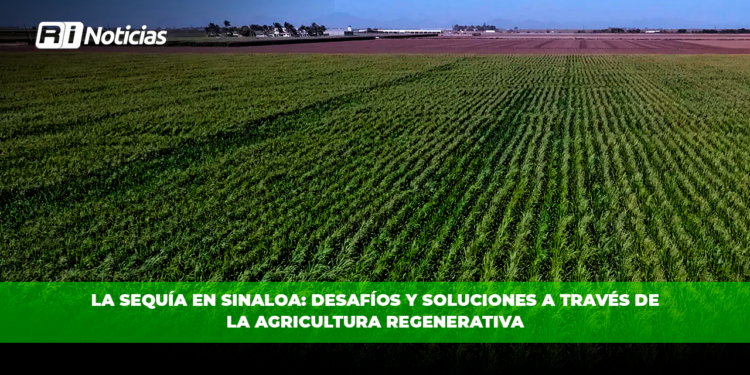 La sequía en Sinaloa: desafíos y soluciones a través de la agricultura regenerativa