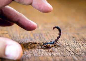 Aumentan los casos de picaduras de alacrán en Mazatlán: Cruz Roja reporta 19 casos en agosto