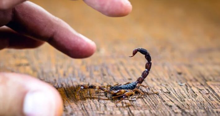 Aumentan los casos de picaduras de alacrán en Mazatlán: Cruz Roja reporta 19 casos en agosto