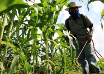 Lanzarán curso técnico en agricultura sustentable en Sonora y Sinaloa