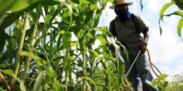 Lanzarán curso técnico en agricultura sustentable en Sonora y Sinaloa
