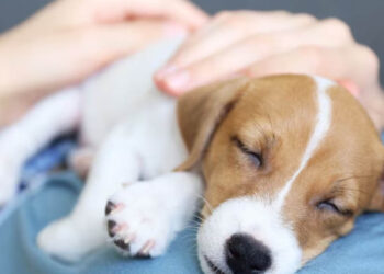 Conoce los motivos por el que los perros duermen arriba de la panza de sus dueños