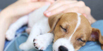 Conoce los motivos por el que los perros duermen arriba de la panza de sus dueños