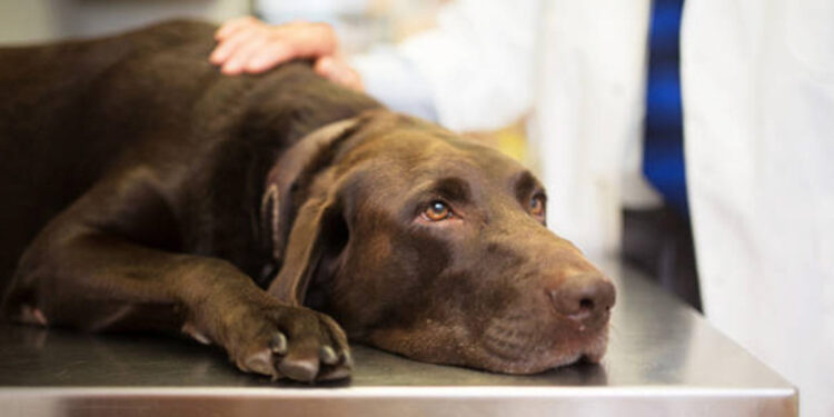 Biofilm, conoce el enemigo oculto que compromete la salud de nuestras mascotas