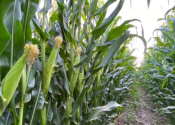 Productores de Maíz en Sinaloa Enfrentaron Altos Costos y Precios a la Baja en el Último Ciclo Agrícola