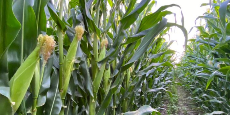 Productores de Maíz en Sinaloa Enfrentaron Altos Costos y Precios a la Baja en el Último Ciclo Agrícola