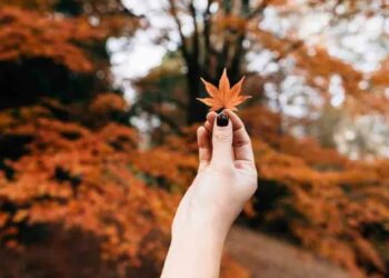 Bienvenido otoño 2024; hoy comienza la mejor temporada del año