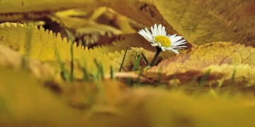 Rituales para el equinoccio de otoño: temporada para limpiar energías