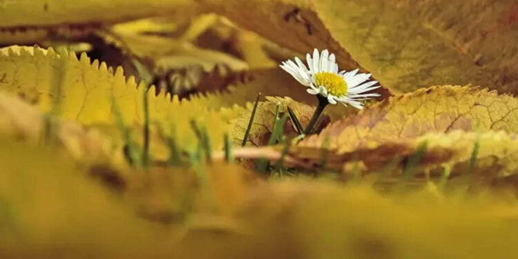 Rituales para el equinoccio de otoño: temporada para limpiar energías