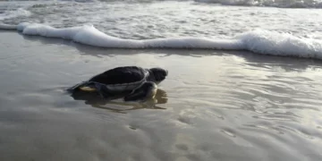 Liberan mil 400 crías de tortuga en Playa Ceuta pese a la violencia en Sinaloa