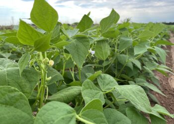 Permisos de Siembra para el Ciclo Otoño-Invierno 2024-2025: Avance en Culiacán y Navolato