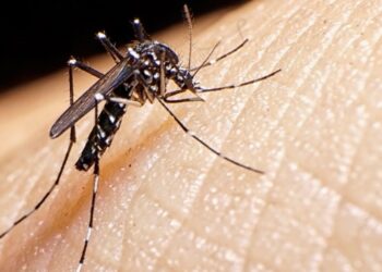 Menor de 9 años fallece por complicaciones de dengue en Los Mochis