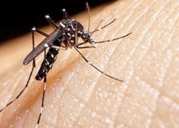 Se registran dos muertes por dengue hemorrágico en Mazatlán; estas son las colonias con más casos