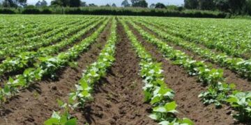 Por falta de agua en Sinaloa se extiende la fecha límite para la siembra de frijol