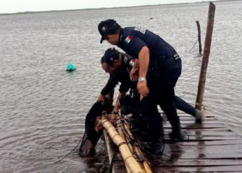 Rescatan a perrito de una terrible muerte; fue amarrado en el muelle durante la llegada del huracán Milton