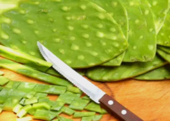 Cuáles son los beneficios de comer nopal crudo en ayunas
