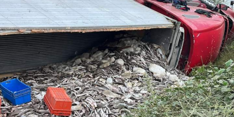 Tráiler cargado de pescado vuelca sobre la carretera México 15 en Guasave