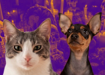 Ofrenda de Día de muertos para mascotas: estos son los elementos que no deben faltar