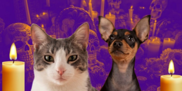 Ofrenda de Día de muertos para mascotas: estos son los elementos que no deben faltar