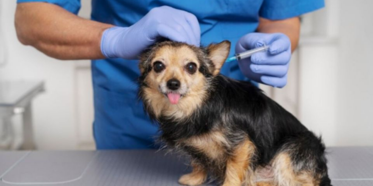 Lanzan vacuna que esteriliza a los perros: ¿Cuándo sale a la venta?