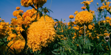 China lidera en la producción de Cempasúchil para uso industrial