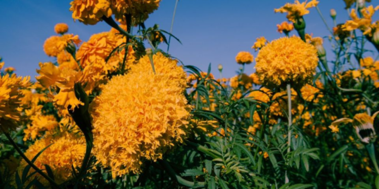 China lidera en la producción de Cempasúchil para uso industrial